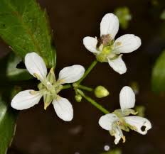 Image result for Rorippa madagascariensis