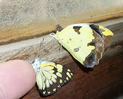 Image result for Capparis fascicularis