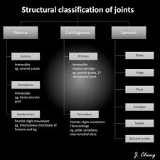 Classification Of Joints Diagram Radiology Case