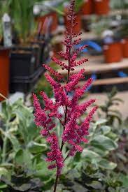 Mighty Chocolate Cherry Chinese Astilbe Astilbe Chinensis Mighty Chocolate Cherry At Valley View Farms Flower Aesthetic Herbaceous Perennials Flower Spike