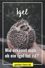 Der winterschlaf dauert beim igel bis zu fünf monate, von november bis märz. Igel Tot Oder Im Winterschlaf So Kannst Du Es Erkennen Igel Im Garten Igel Futtern Igel Winterschlaf
