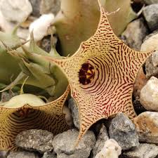 Image result for Huernia levyi