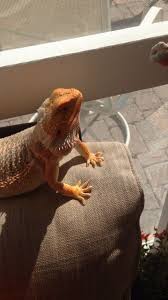 Pin On Luv My Beardie