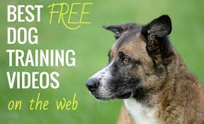 Select from two training formats: 6 Best Free Online Dog Training Video Courses Tips From Pro Trainers