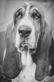 Black And White Hound Dog Dental Tourism Low Cost Dental Care Macedonia Dental Co Uk Basset Hound Basset Hound Dog Basset