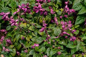 Image result for Syncolostemon