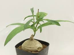 Image result for Trochomeria polymorpha