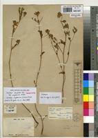 Image result for Kotschya aeschynomenoides