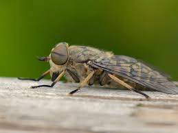 Horseflies At Your Picnic Here S How To Keep Them Away For Ever Insects The Guardian