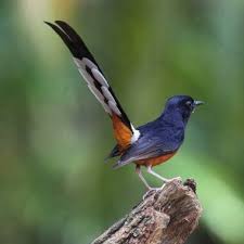 Setidaknya panjang ekornya seimbang dengan bentuk badannya. Ini Dia 17 Jenis Burung Murai Batu Populer Di Indonesia