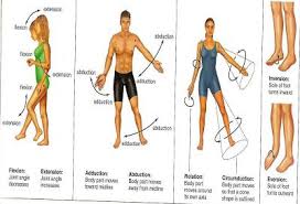 Angila Unit 3 Review 2 Body Joints Anatomy And Physiology Joint
