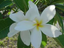 Dwarf Deciduous Plumeria Plumeria Evergreen Plants Flower Garden