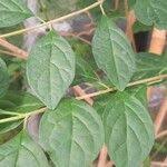 Image result for Tinnea aethiopica