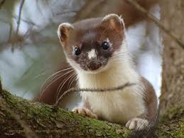 S3img 79393420 4935 1 Jpg 640 480 Susseste Haustiere