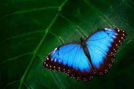 Mariposa En 2020 Mariposas Mariposas Significado Especie Humana