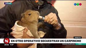 Introducir al carpincho u otras poblaciones que sean manejadas.: Rescataron A Un Cachorro De Gato Montes Y Un Carpincho Bebe De Domicilios Particulares Telefe Rosario