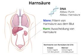 Harnsaure Entstehung Blutwertveranderungen Massnahmen