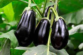 Die bei uns gehandelten früchte sind dunkelviolett bis schwarz, keulenförmig und etwa 20 zentimeter lang. Auberginen Ernten Lagern Plantura