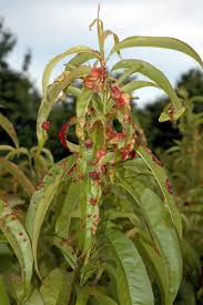Gall mites cause growths or galls to develop on the leaves of red maple trees. Peach Prunus Persica Leaf Curl Pacific Northwest Pest Management Handbooks