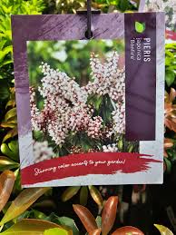 Image result for Pieris japonský bonfire obrázek