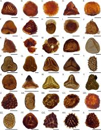 Image result for Mohria marginalis