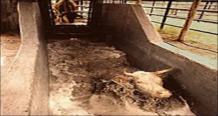 Image result for dip vat