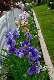 They let you mix in the hardscape and softscape elements of. 27 Iris Garden Ideas In 2021 Iris Garden Iris Iris Flowers