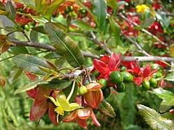 Image result for Ochna schweinfurthiana