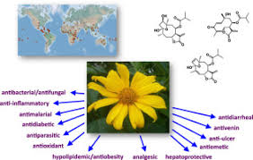 Image result for Tithonia diversifolia