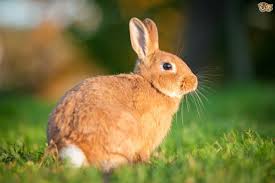 Our homemade rabbit repellent ideas are easy to follow and deliver amazing results using as you get ready to plan your garden you need to think about what homemade rabbit repellent you plan to spray generously on garden plants to aid in keeping rabbits away. Rabbit Repellents 5 Natural Options Homemade Remedies Pest Wiki