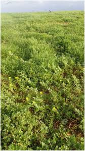 Image result for Abutilon englerianum