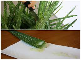 Sie begnügt sich mit der handelsüblichen zimmerpflanzenerde, gemischt mit etwas sand und torf. Aloe Vera Verarbeiten Wie Sie Aloe Vera Gel Selber Herstellen
