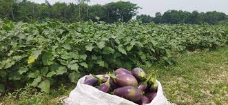 সালথায় এবার ১১৮ বিঘা জমিতে বেগুনের চাষ করেছেন কৃষকরা