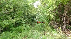 Şi autorităţile locale din glimboca intenţionează de acum să promoveze 'tunelul iubirii' din punct de vedere turistic. Tunelul Iubirii De La Obreja A Fost Distrus De NepÄƒsarea AutoritÄƒÅ£ilor Video Infocs