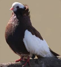 fancy pigeon fancy pigeon pet birds pigeon breeds