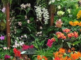 Maybe you would like to learn more about one of these? Orchid Fest Naples Orchid Society Show Sale At Naples Botanical Garden Naples Marco Island Everglades