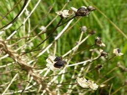 Image result for Schizocarphus nervosus