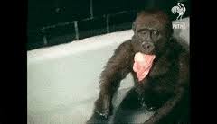 A new compilation video, including one of our most recent songs, bath song! Best Cute Baby Monkey Gifs Gfycat