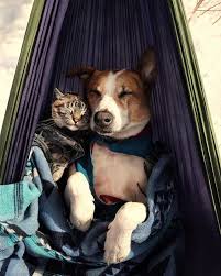 Henry Baloo Henrythecoloradodog Instagram Photos And Videos Cute Animals Animals Friends Adventure Cat