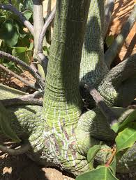 Image result for Pseudobombax