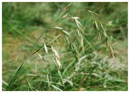 Image result for Bromus leptoclados
