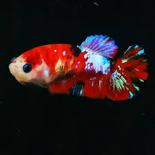 Live Betta Fish Red Galaxy Hmpk Female From Indonesia Breeder In 2020 Betta Fish Betta Koi Betta