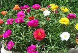 Search for text in url. å¤ªé™½èŠ±é¤Šå®¶è£¡ é€™3å€‹æŠ€å·§æœ€é‡è¦ ç›†ç›†é–‹èŠ±çˆ†ç›†æ•´å¤éƒ½åœ¨é–‹èŠ±articlelike