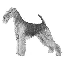 He is prone to digging, chasing, and barking — behaviors that come naturally to terrier. Airedale Terrier Dog Breed Information