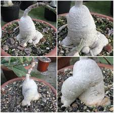 Image result for Adenia repanda