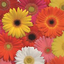 Image result for Gerbera