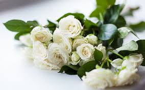 Find over 100+ of the best free rose bouquet images. White Roses White Roses Flowers Bouquet Hd Wallpaper Peakpx