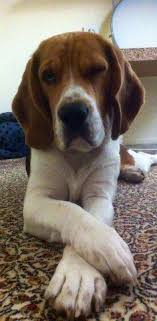 Izmir Bornova Safkan Beagle Adi Minik Patiler Izmir Facebook