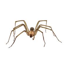 We'll send one of our expert pest inspectors out to give your home a full and thorough inspection. Pest Control Service Exterminator Springfield Missouri And Ozarks Area