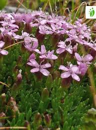 Image result for Aeschynomene mossoensis